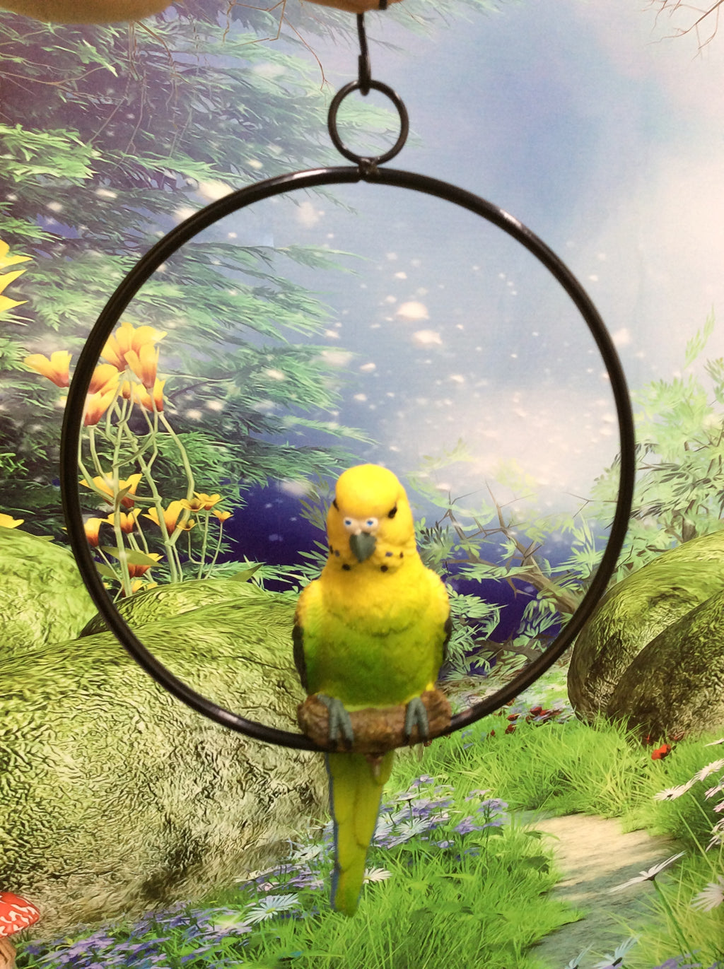 Budgie in ring image 5