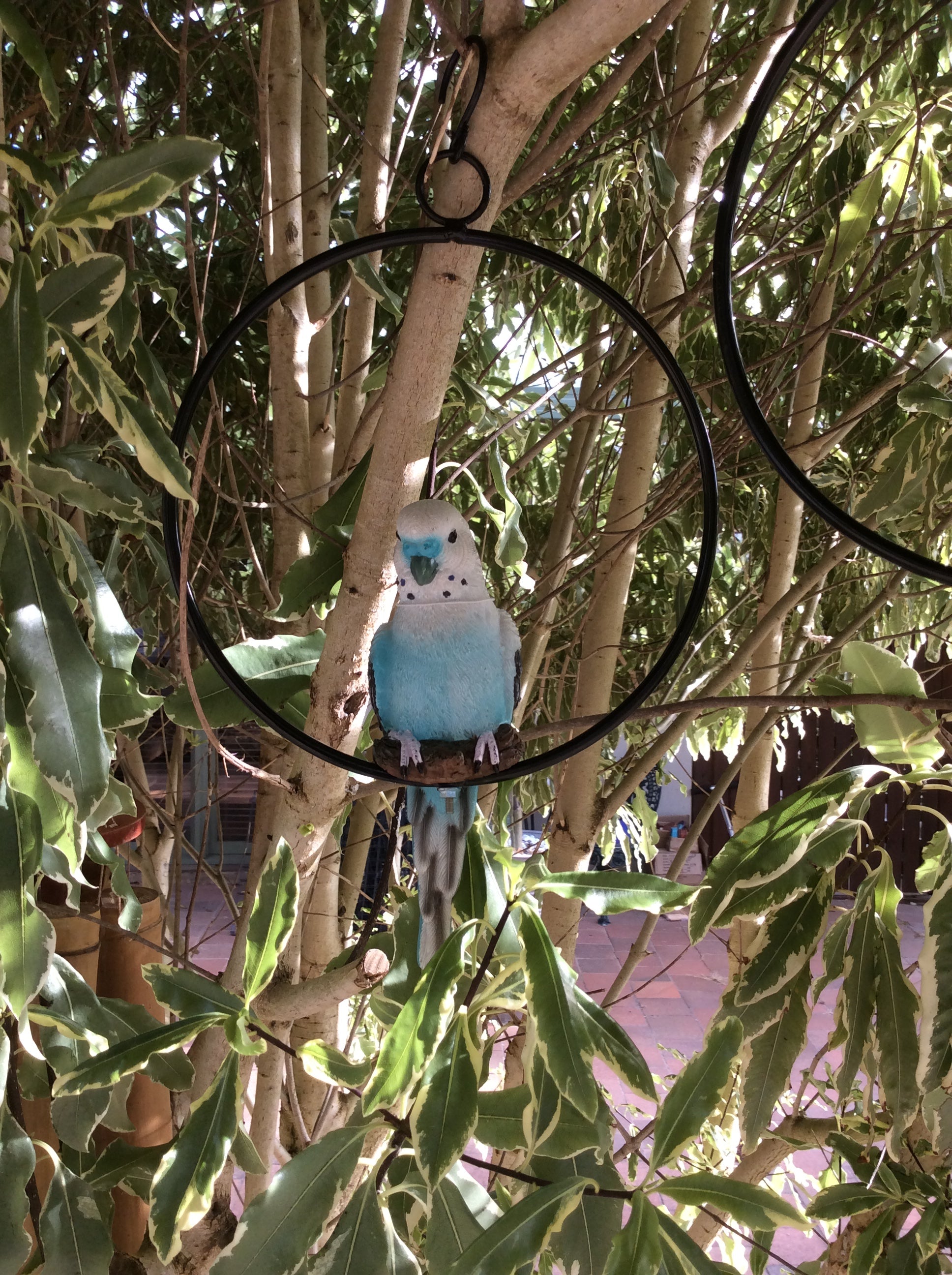 Budgie in ring image 8