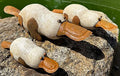 Resin and Rust Platypus