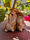 Miniature rabbits bunny image 0